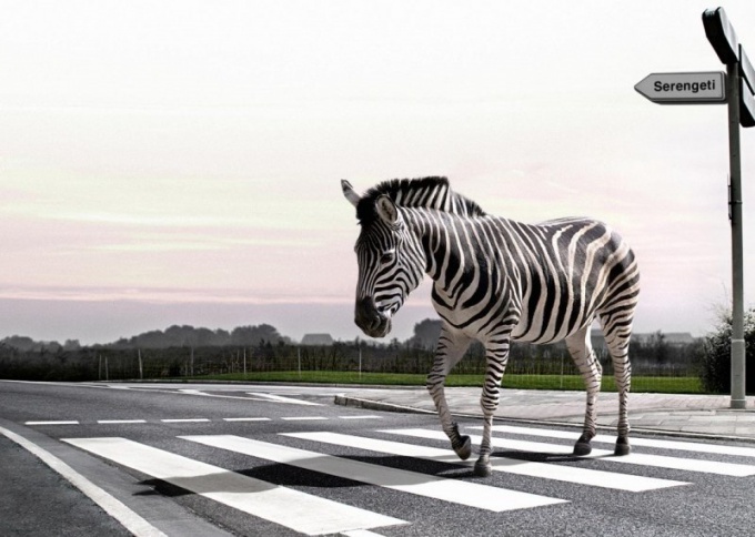 Zebra