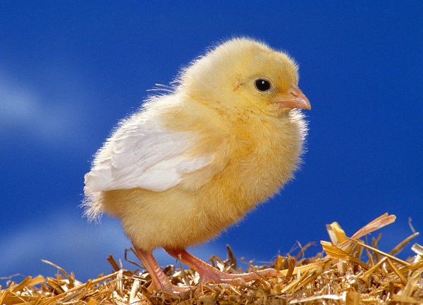 Cómo hacer un pollo de una bolsa de plástico