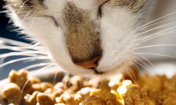 Cómo transferir un gato a la comida seca