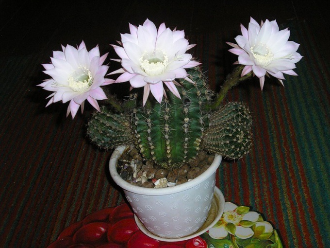 Cómo lograr un cactus en flor