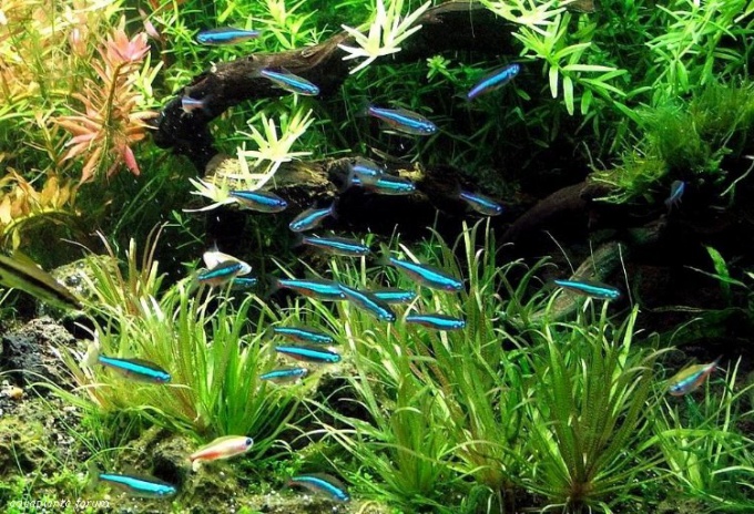 ¿Cuántos peces deberían vivir en un acuario de 30 litros?