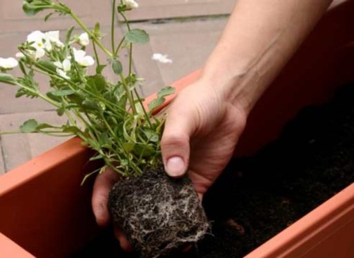 Por qué las plantas necesitan ser trasplantadas en primavera