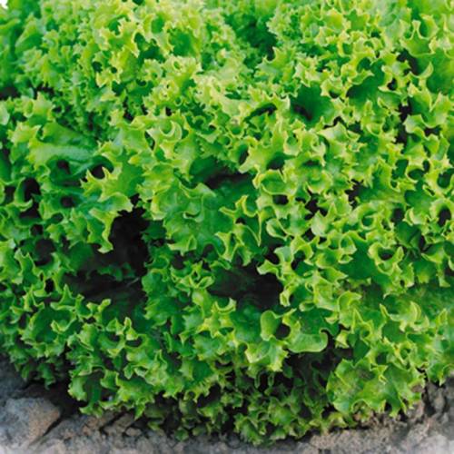 Cultiva la ensalada de berros en el alféizar de la ventana