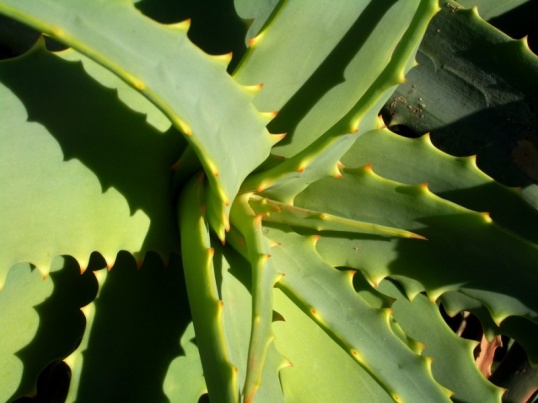 Cómo hacer una máscara con aloe en casa