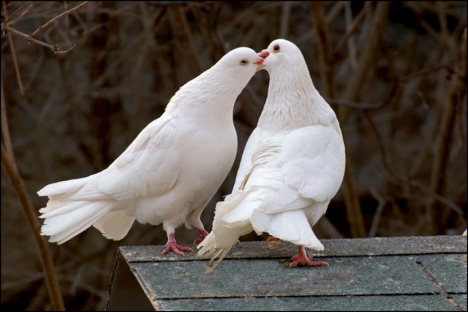 Por qué el primer amor es recordado para siempre 