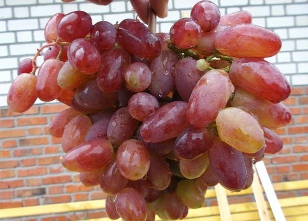 Uvas de Julián