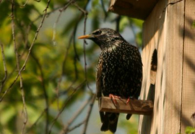 Cómo hacer una casa para pájaros