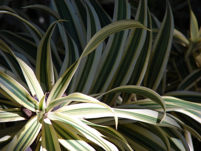 Dificultades para cultivar dracaena