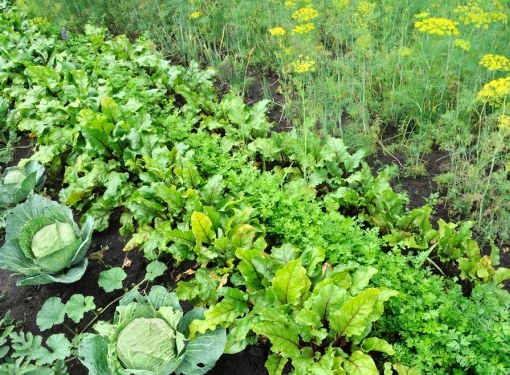 Qué plantar en el jardín