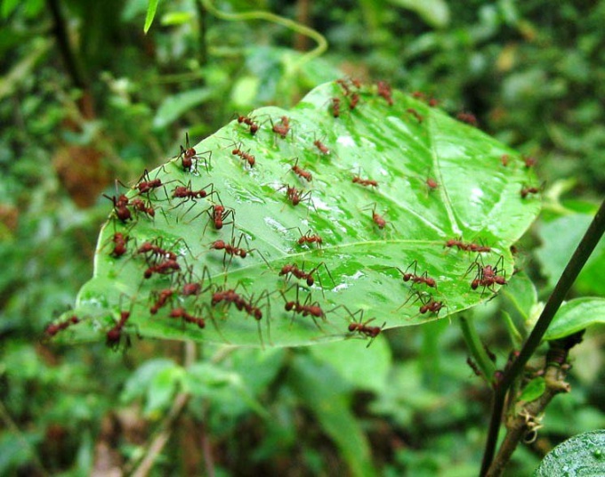 Cómo deshacerse de las hormigas de jardín