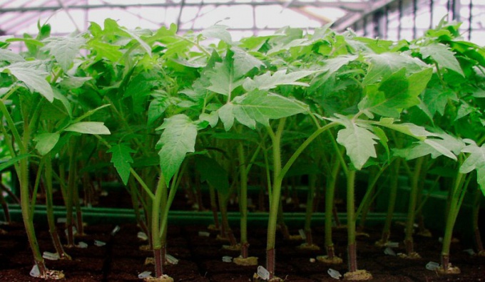 Cómo alimentar plántulas de tomate