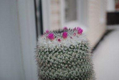 Cómo ayudar a la flor del cactus