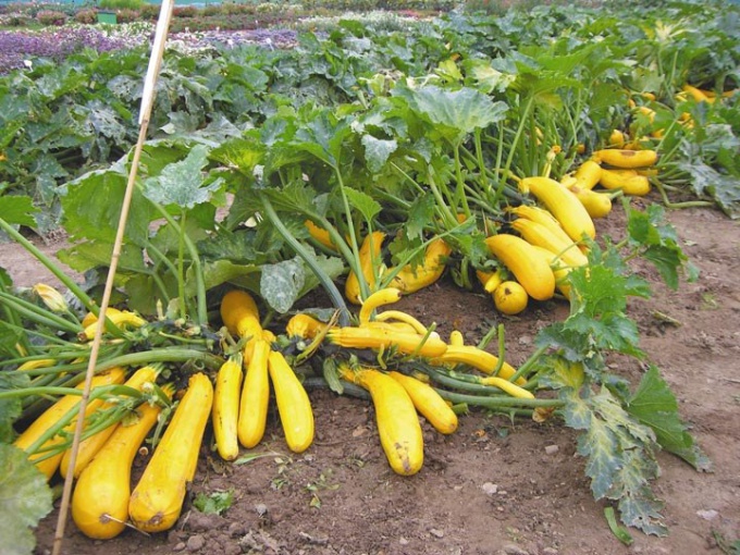 Cómo sembrar las semillas de calabacines para las plantas de semillero