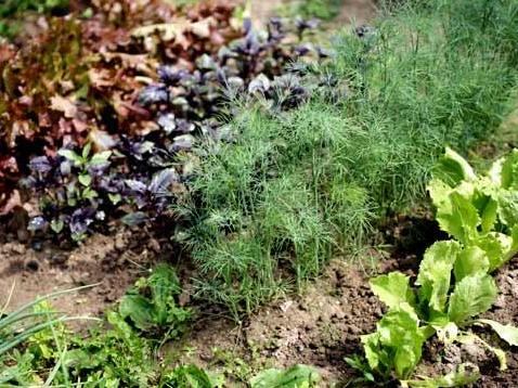 ¿Qué plantas en el jardín no se pueden sembrar cerca?