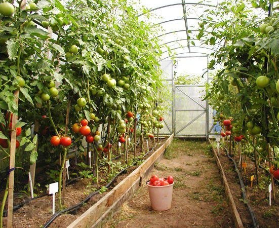 Cultivamos altos rendimientos en el invernadero elegido adecuadamente para las cabañas de verano