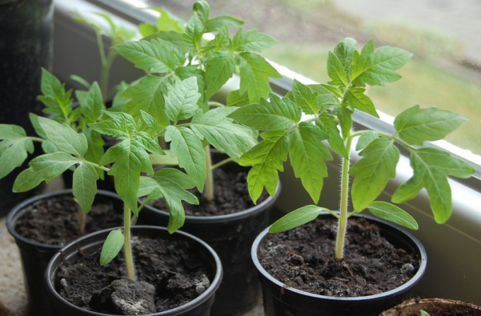 Cuándo sembrar tomates en las plantas de semillero