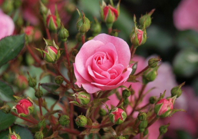 Es hora de plantar rosas