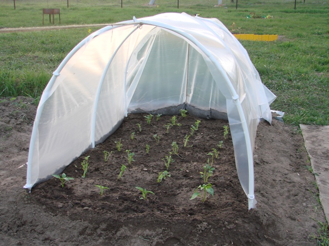 Una forma fácil de cultivar plántulas de tomate.