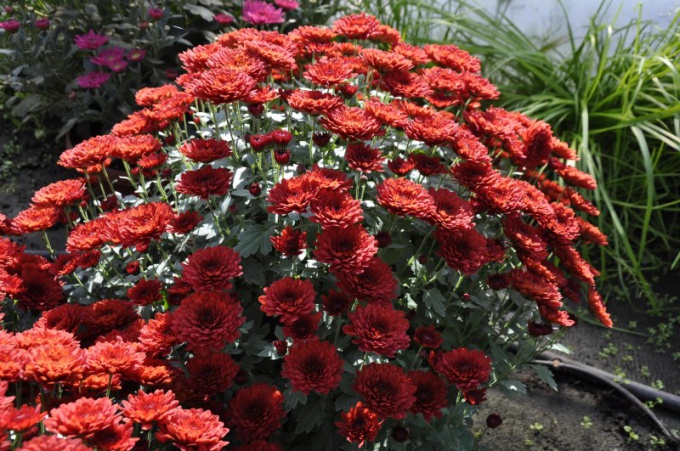 Crisantemo de jardín: plantación y cuidado