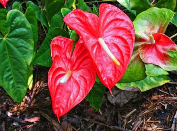 Cómo cuidar un Anthurium