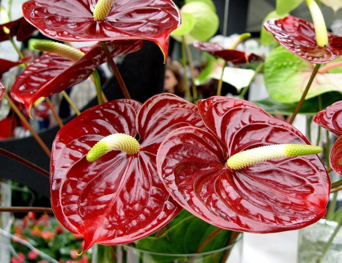 Cómo cuidar un Anthurium