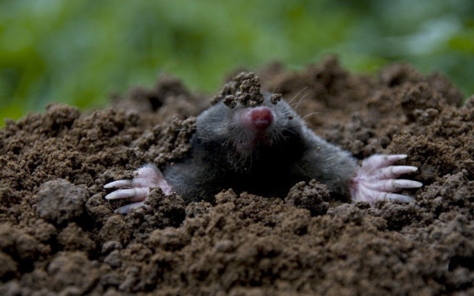 Consejo 1: Cómo deshacerse de los moles en el sitio