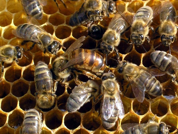 Cómo mantener las abejas