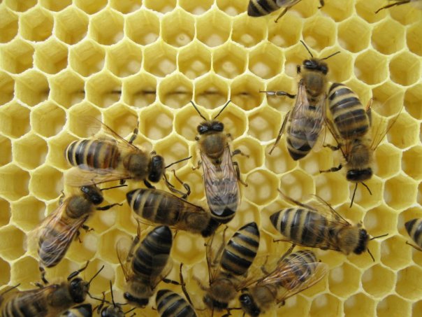 Cómo cocinar dulces para las abejas