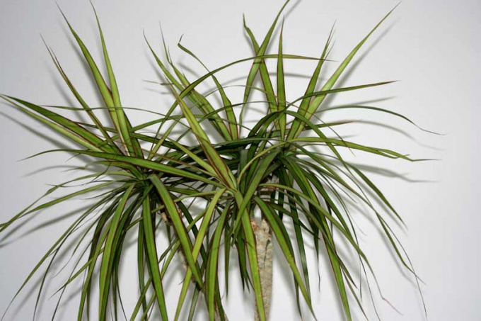 Dracaena es una de las plantas de interior más queridas