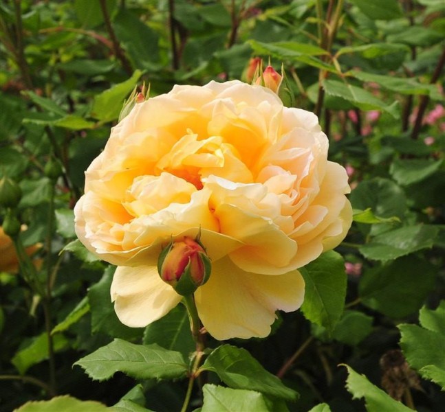 Creciendo rosas en el jardín