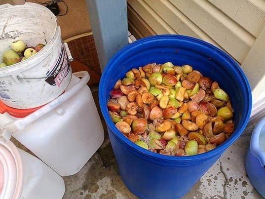 Cómo hacer una infusión de manzanas