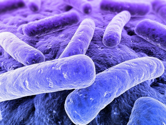 Por qué las bacterias se consideran los organismos más antiguos