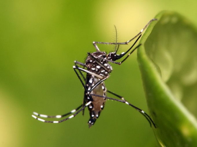 ¿Por qué pica el mosquito?