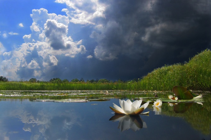 ¿Por qué el agua se pone verde?