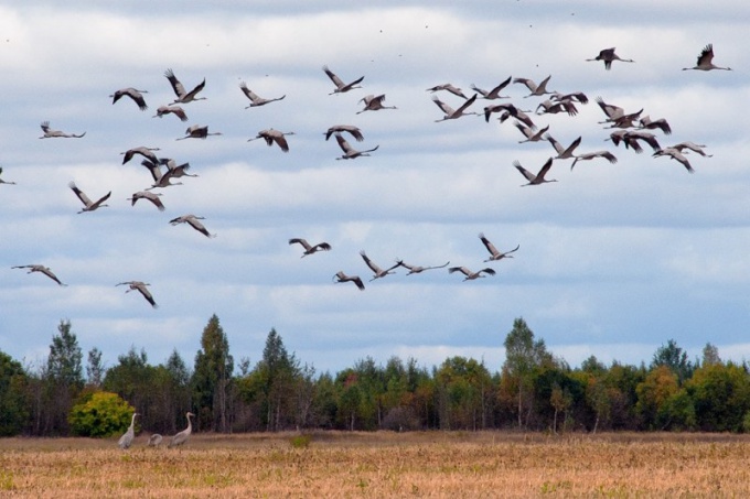 Donde las aves migratorias vuelan