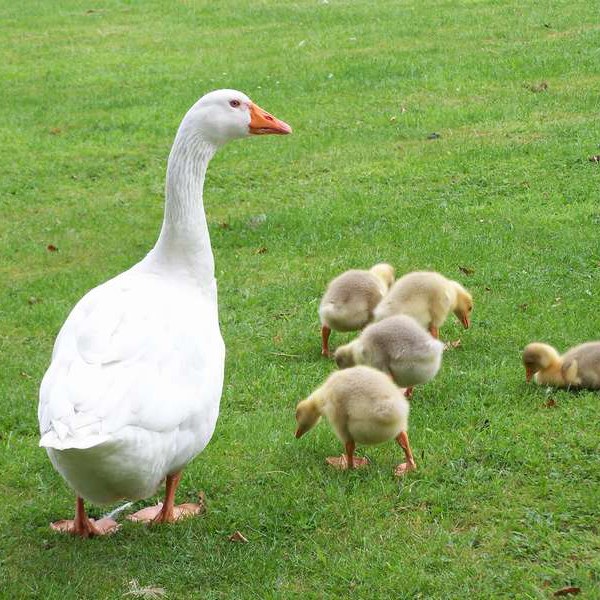 gallina de engorde