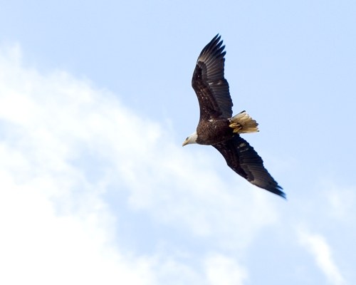 Por qué caen las aves