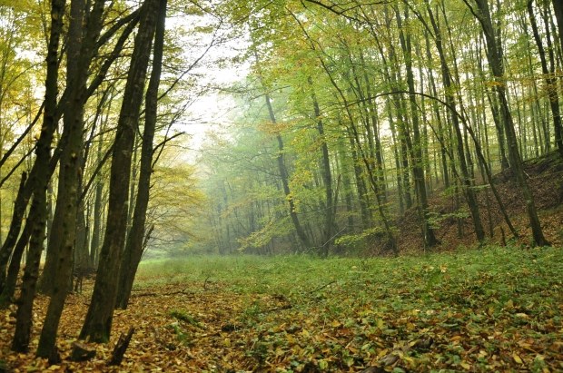 Cómo organizar una caminata por el bosque