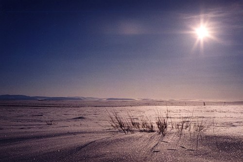 Cómo sobrevivir en la tundra