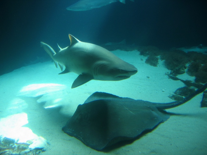 Cómo protegerse de los tiburones