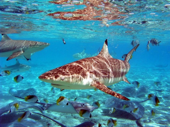 Cómo se disuade a los tiburones