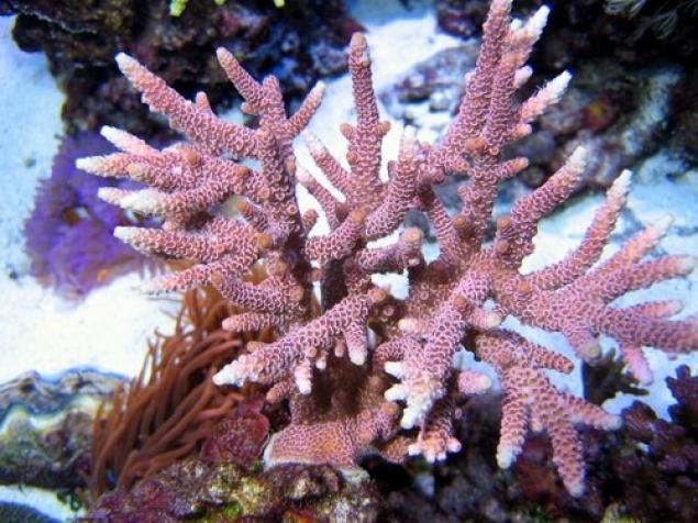 ¿Cuál es el mar más profundo del mundo?