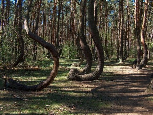 Por qué el bosque borracho en Polonia se llama así 