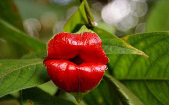 Psychotria elate - beso de planta