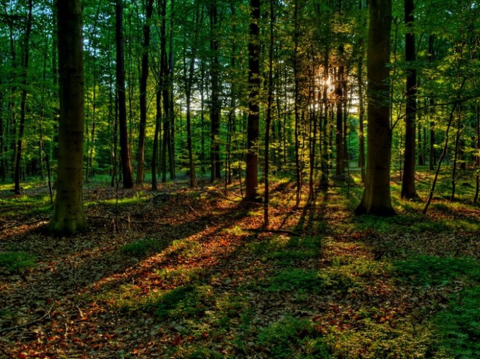 Cómo no perderse en el bosque