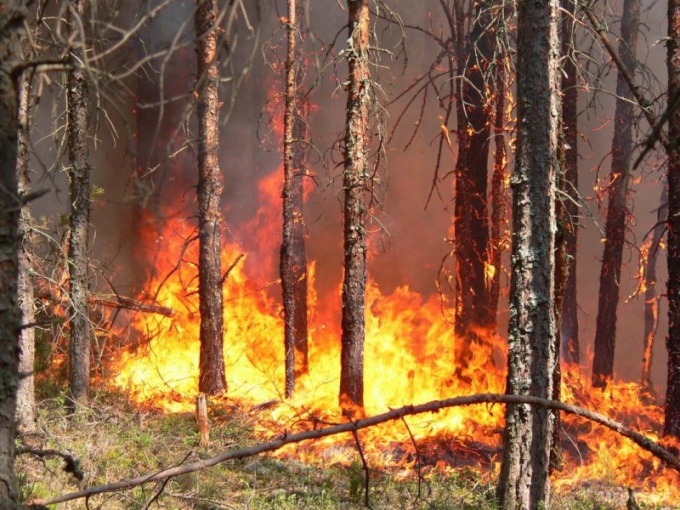 Cómo evitar la ocurrencia de incendios forestales