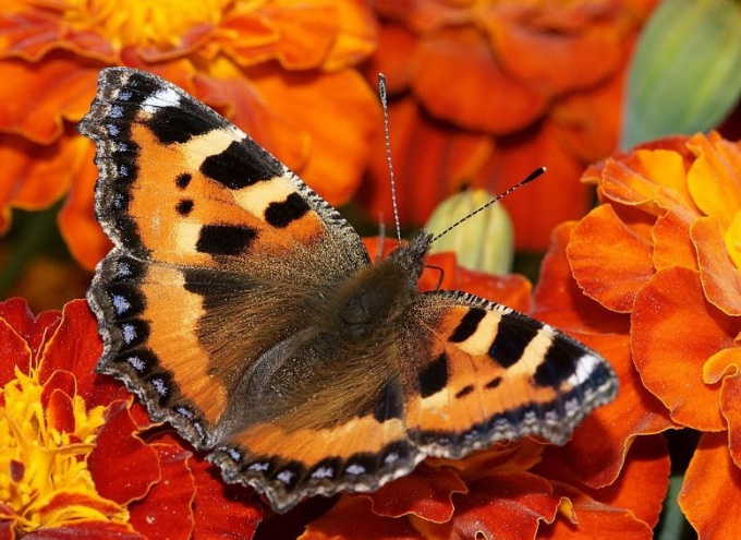 Mariposa adulta