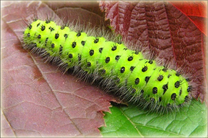 Larva de mariposa - oruga