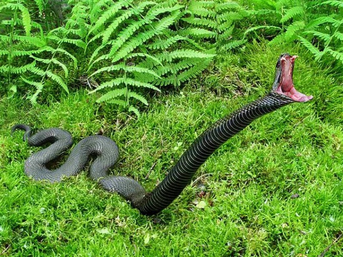 Cómo protegerte de una mordedura de serpiente