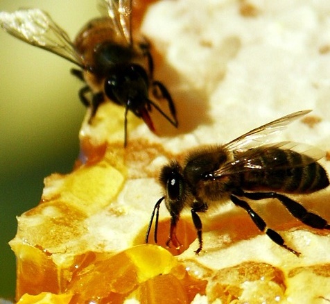 Propiedades terapéuticas de los productos apícolas